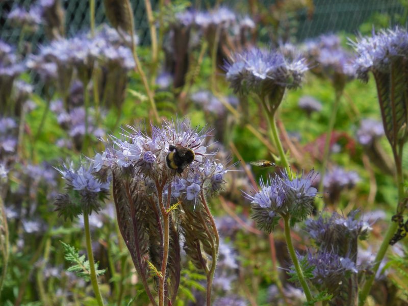 BOURDON sur PHACELIE. Photo prise dans le jardin le 19 mai 2024. REMI JAYAT
